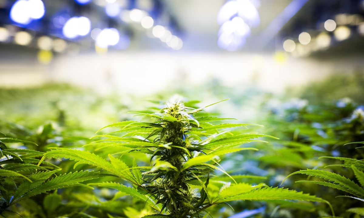 Unlocking the Green Wave: The Cannabis Revolution in Washington, D.C.