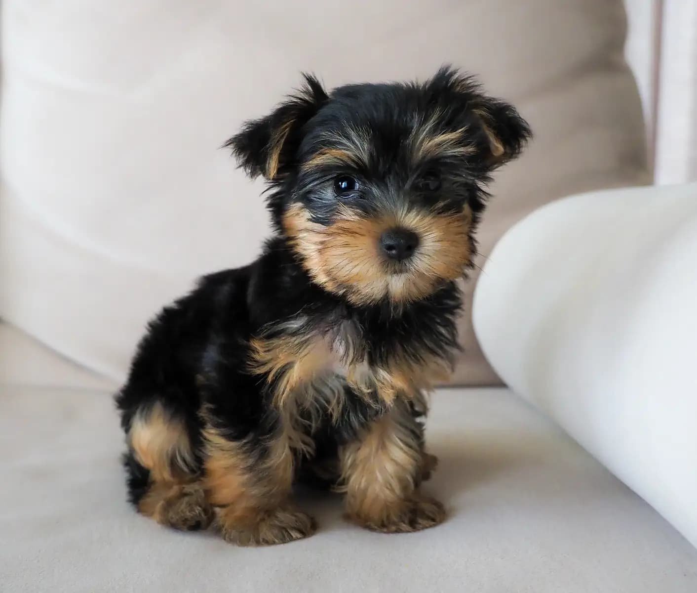 Discover Where Can I Find A Teacup Yorkie – Your Guide To Finding The Perfect Companion