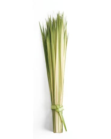 Best Places To Find Fresh Palm Leaves Near Me