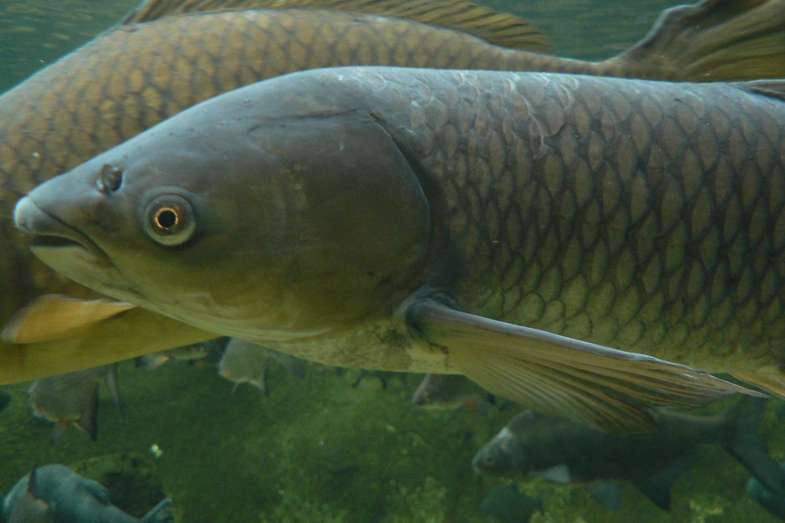 Where To Buy Grass Carp Near Me: Your Local Guide