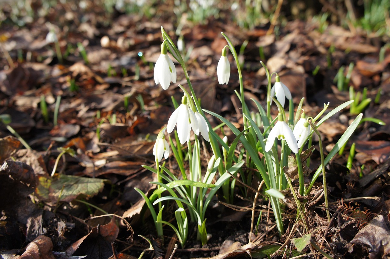 Spring flowers, new life, natural beauty — A Painters And Decorators London Experienced Team