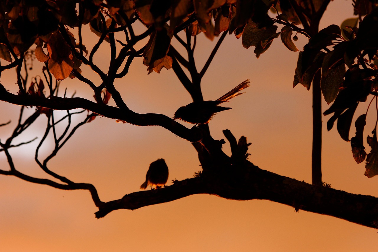 New zealand fantail, birds, nature — Advantages of PDF to word conversion