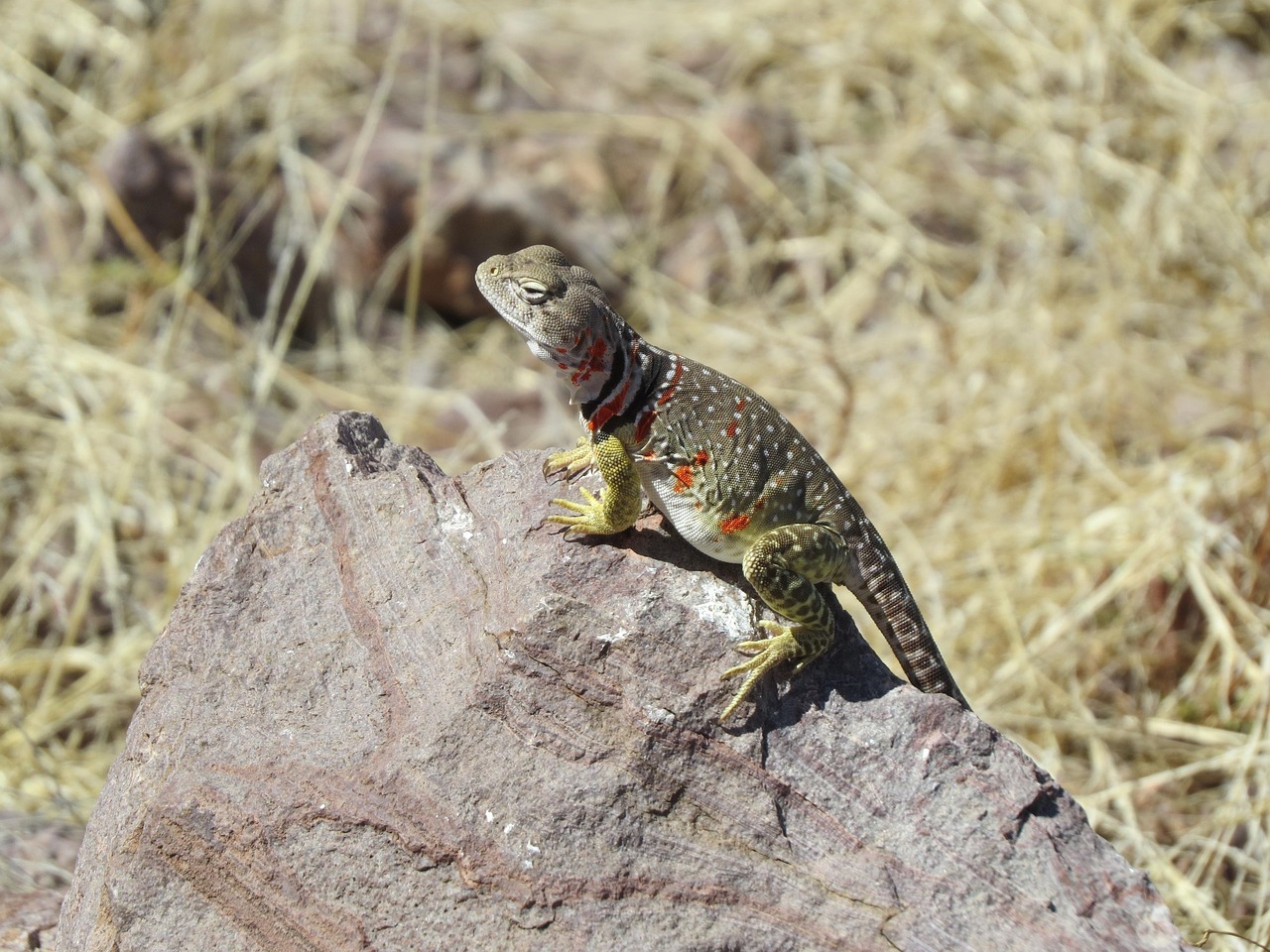 Lizard, reptile, colorful — Elevate Your Images with SkySnap: Toronto's Premier Drone Photography Company