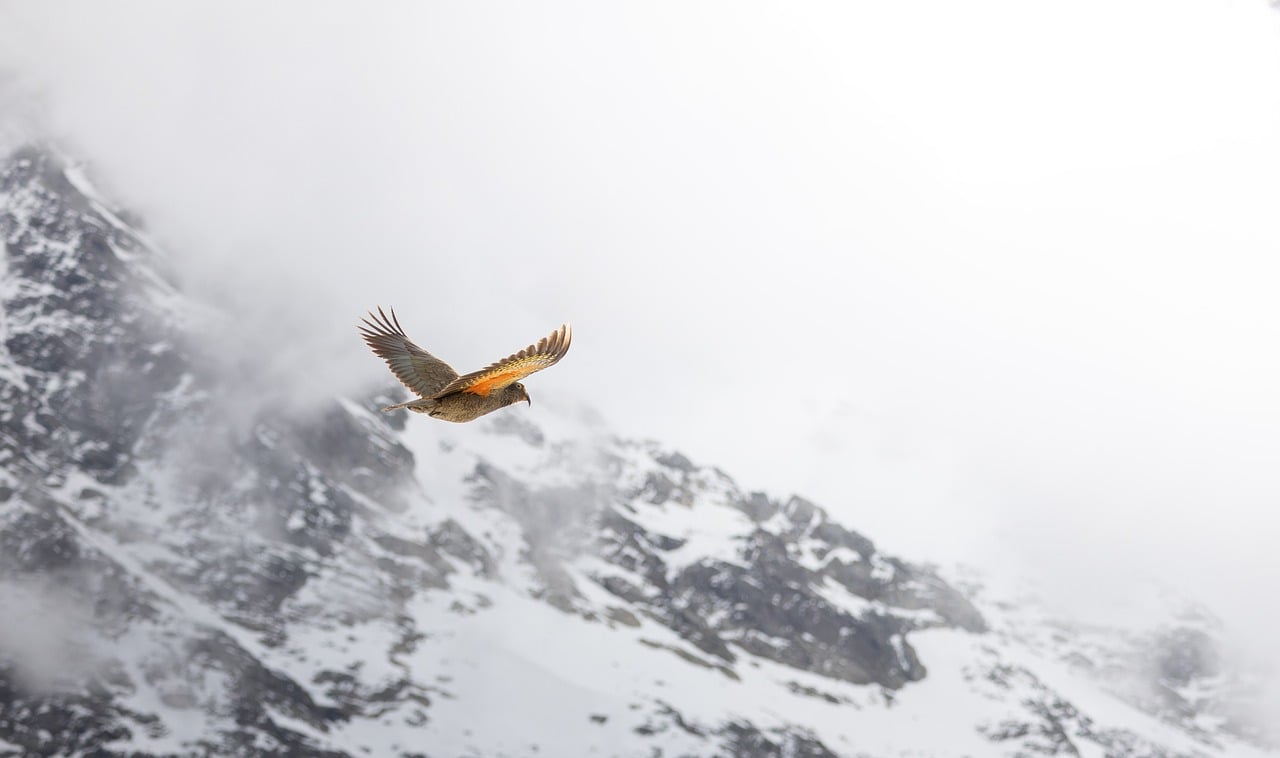 Bird, mountain, kea — Which Of The Following