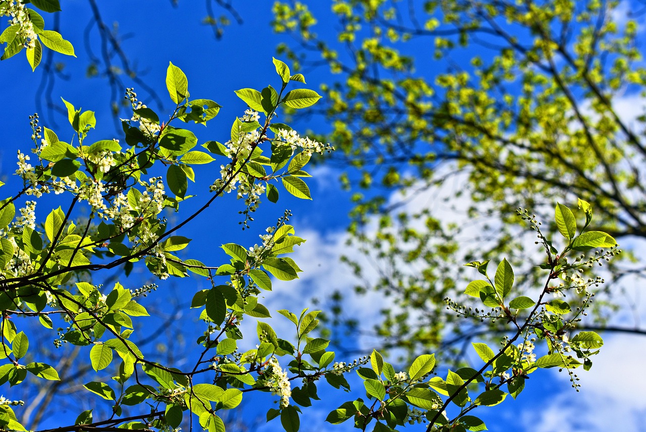 Tree, branch, nature — Why The Hell Are You Here Teacher Uncensored