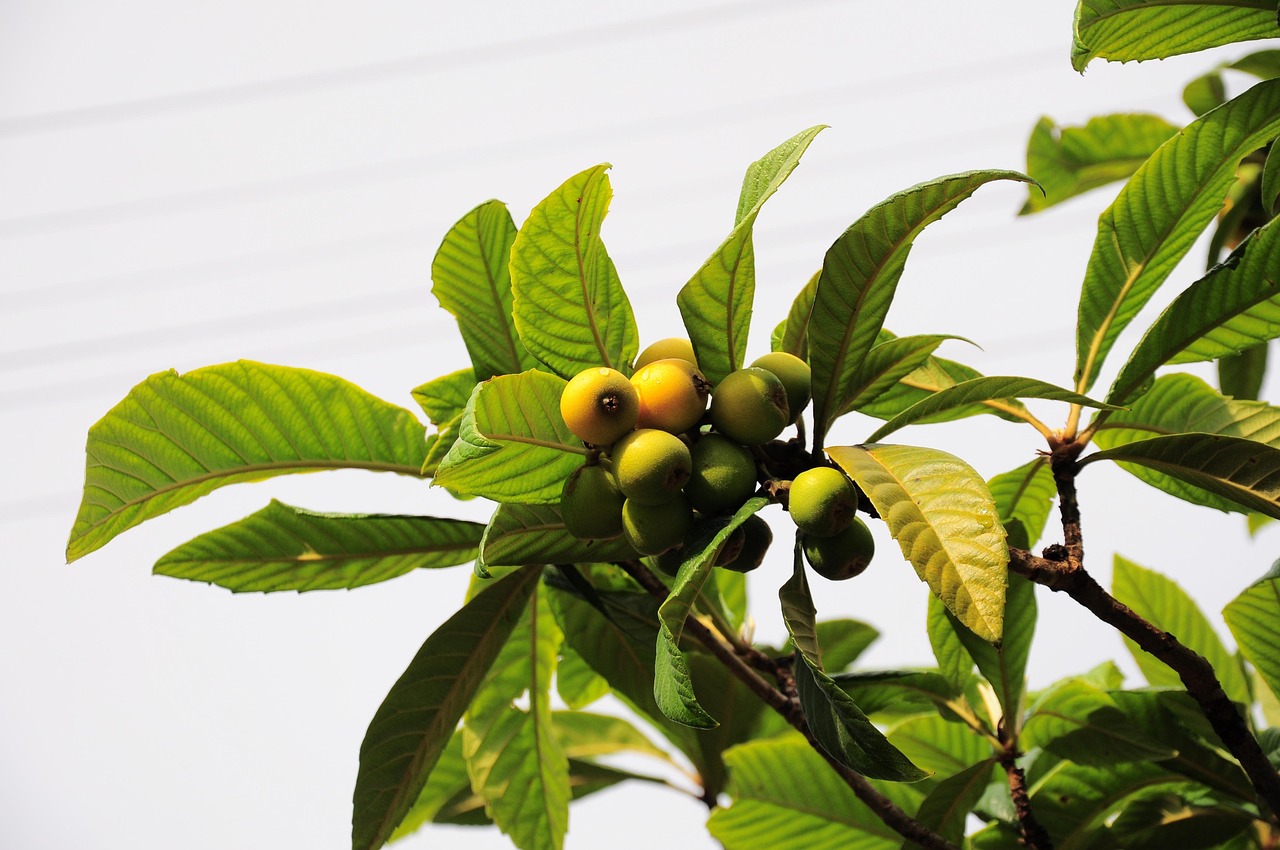 Malta plum, new world, new world fruit — Why Trippy Wizard Weed DC is Captivating Cannabis Connoisseurs