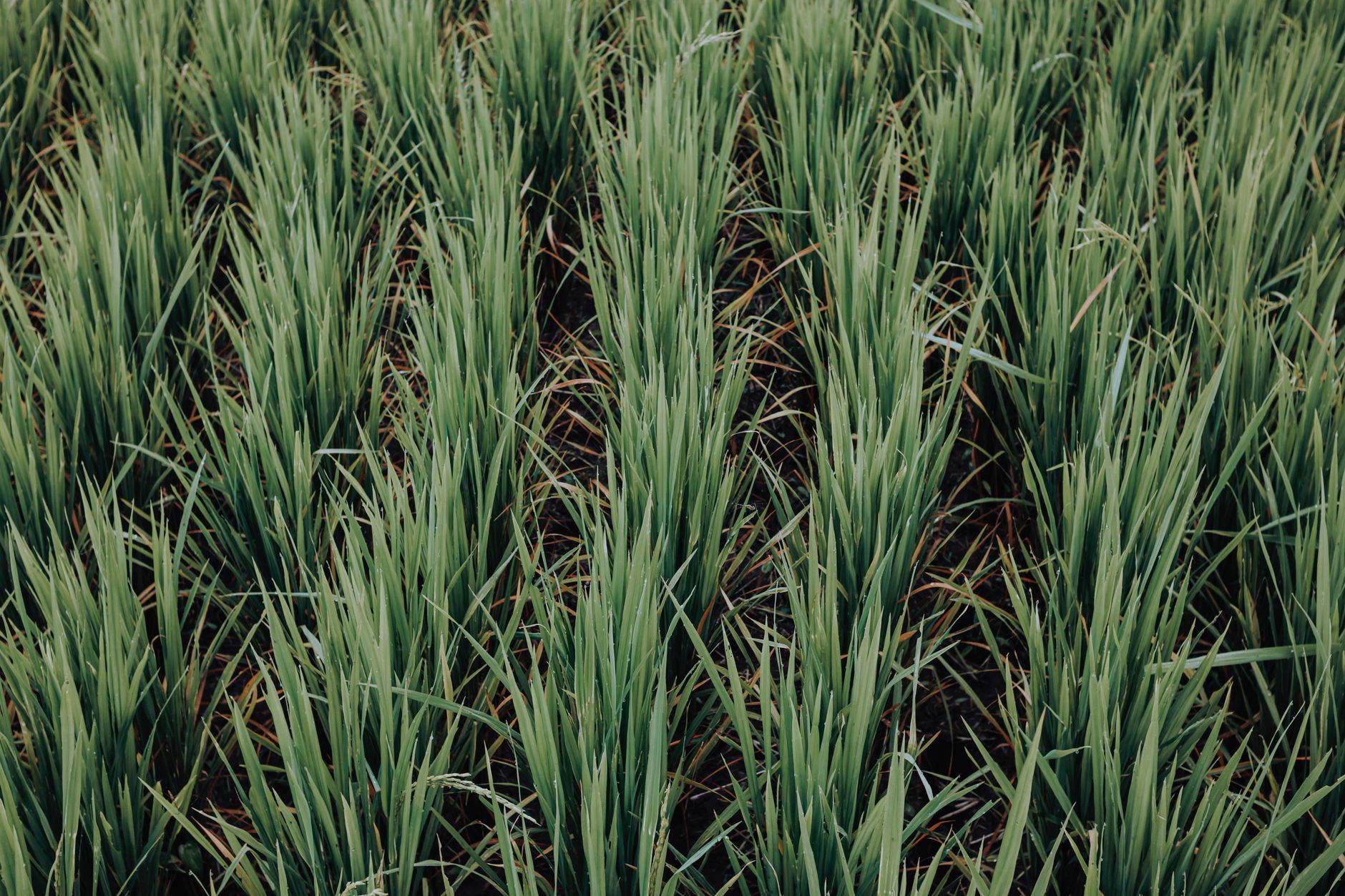 Methane emissions rice farming: Proven strategies to reduce impact